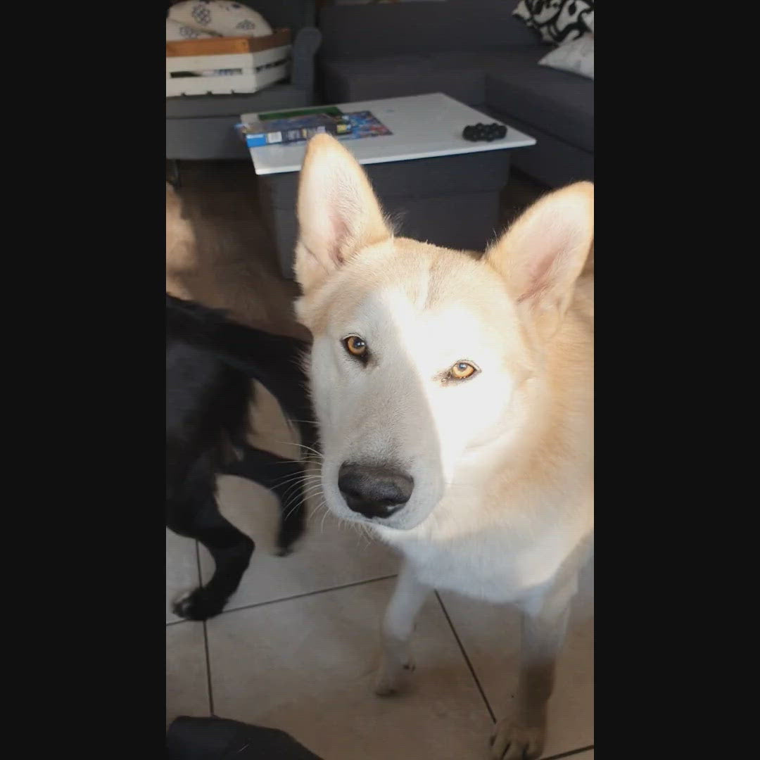 Videoi von einem Hund im Wasserfarben Stil auf Leinwand