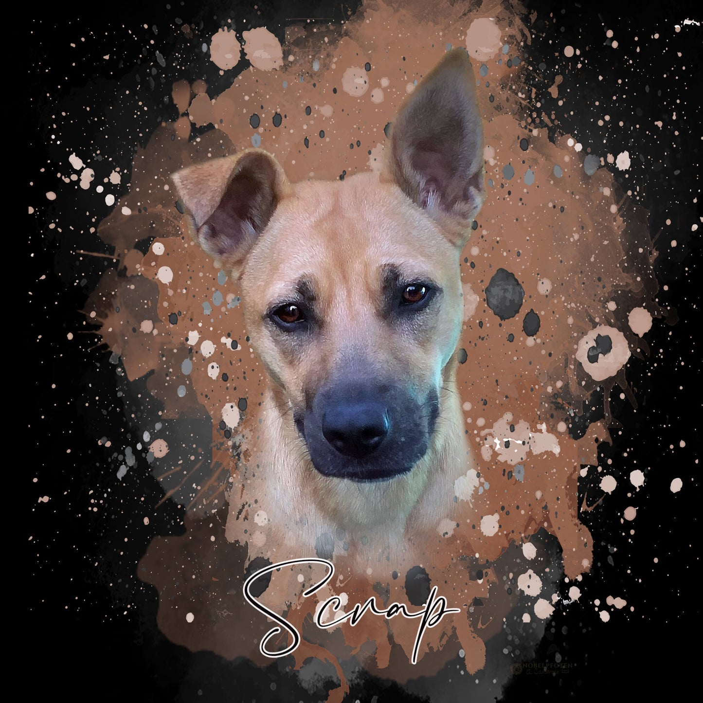 Haustier Portrait von einem Schäferhund Mischling
