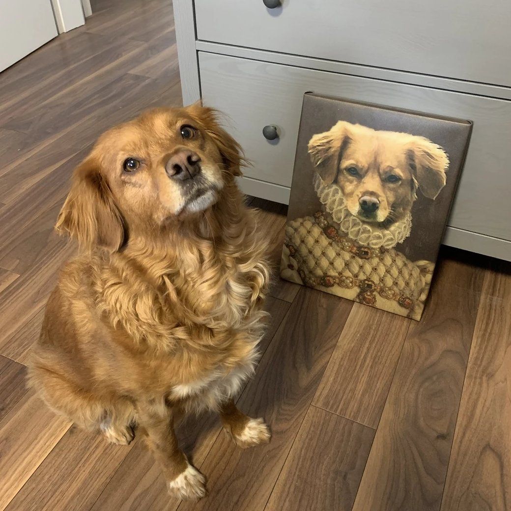 Hund der nach oben schaut und vor seiner Leinwand sitzt