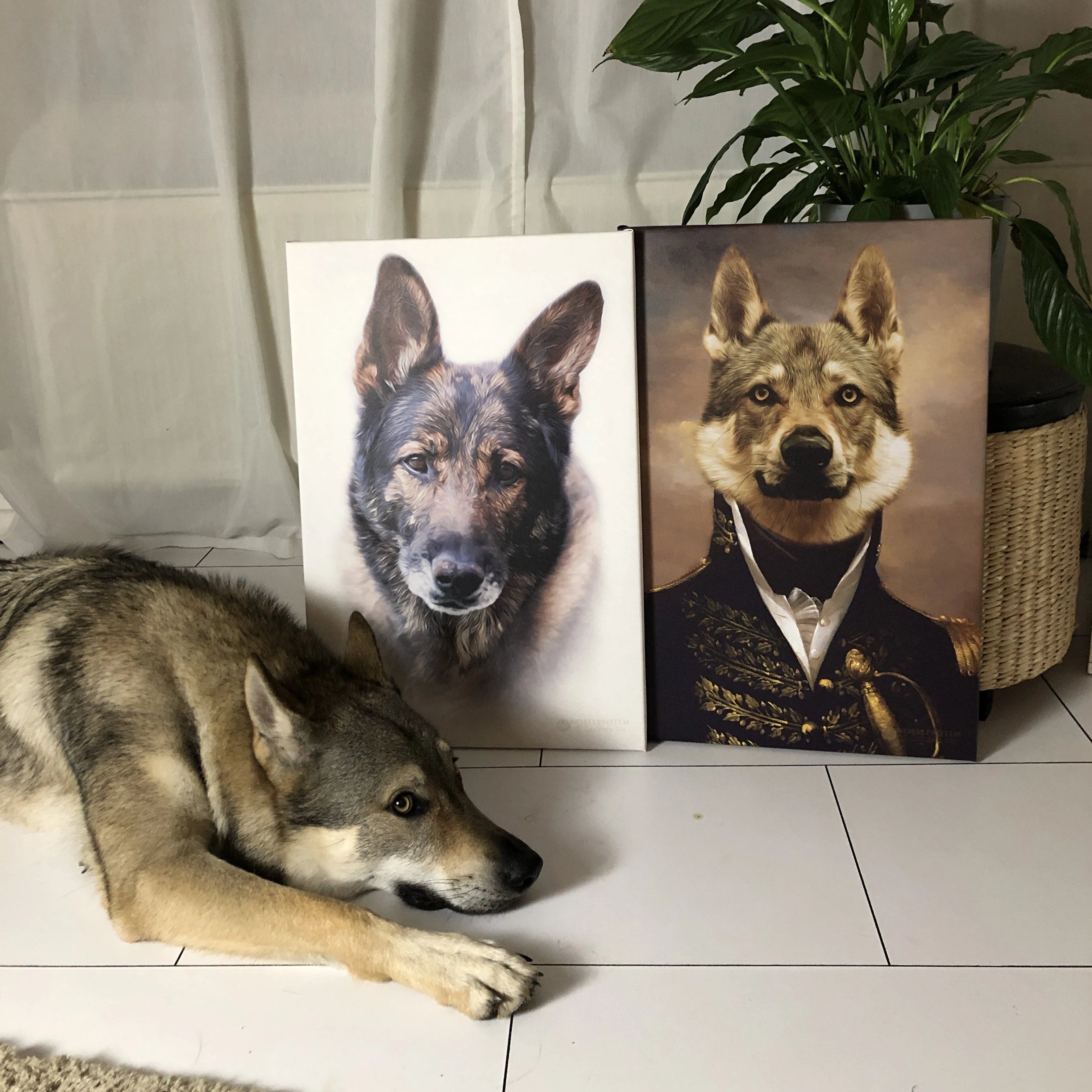 Trauriger Hund neben zwei Hunde Portraits