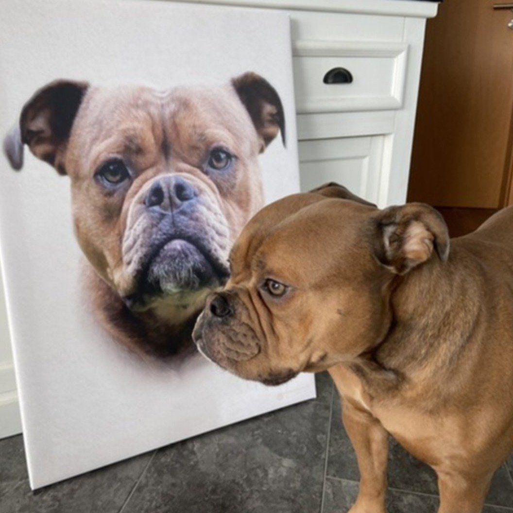 Boxer steht vor seinem Hunde Portrait