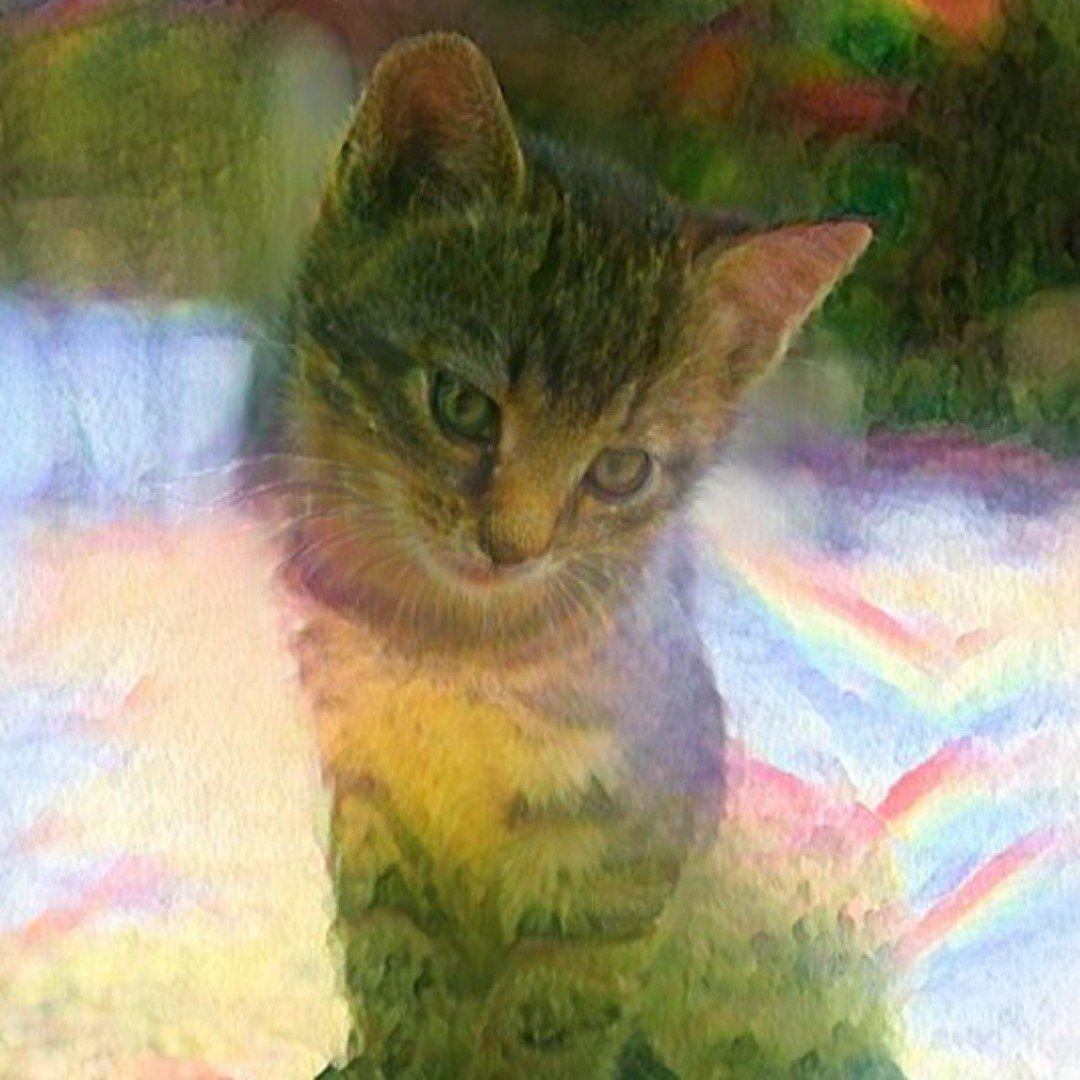 katzenporträt auf buntem hintergrund