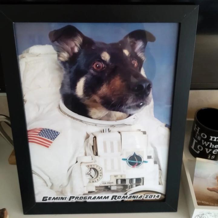 Portrait eigener Hund als Astronaut Haustier Portrait