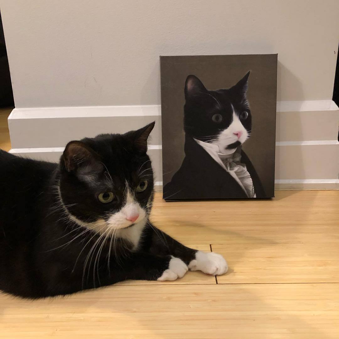 Katze liegt entspannt vor ihrem Katzen Porträt