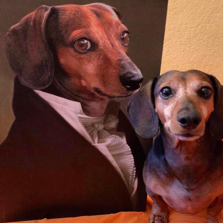 Ein Dackel sitzt neben seinem Hundeportrait