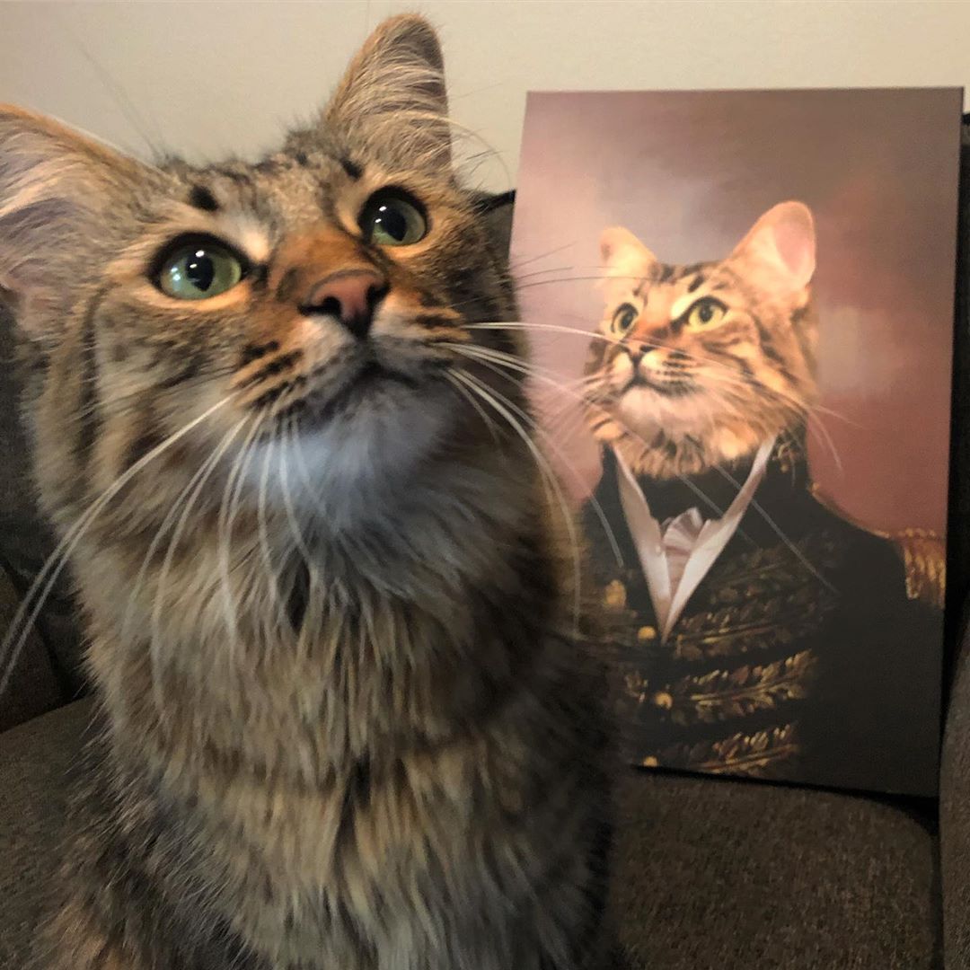 Katze schaut in die Kamera