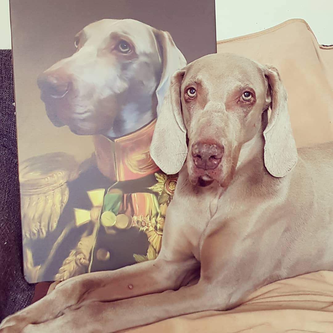 Labrador liegt vor einem Hunde Portrait auf Leinwand