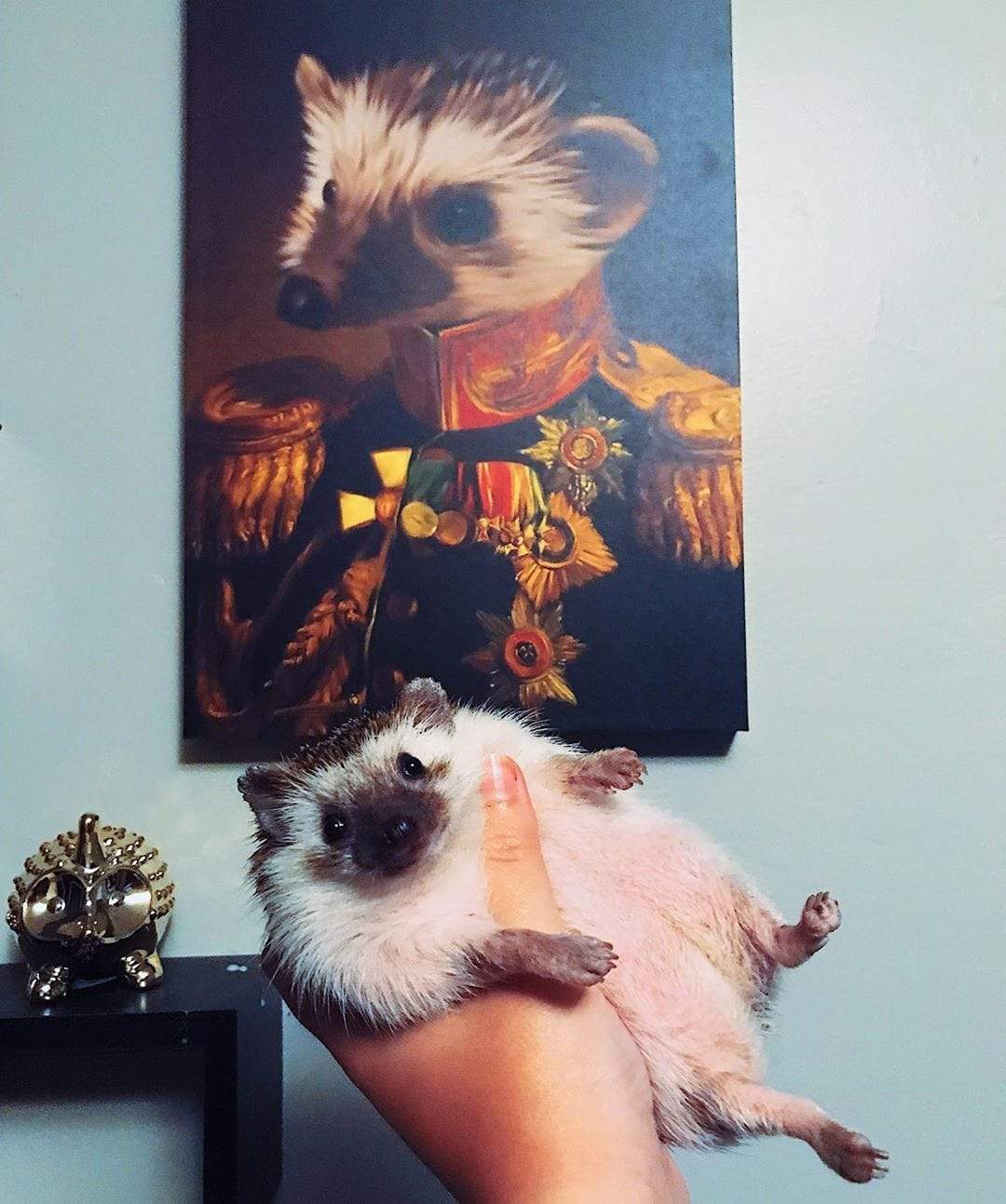 Igel als Haustier auf einem Foto Geschenk