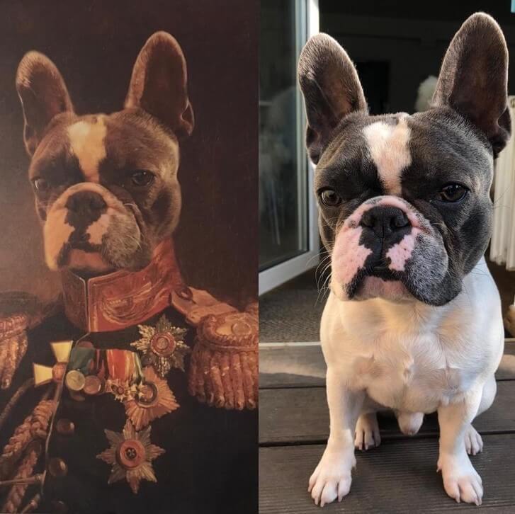 Französische Bulldogge im Anzug als Gemälde auf Leinwand