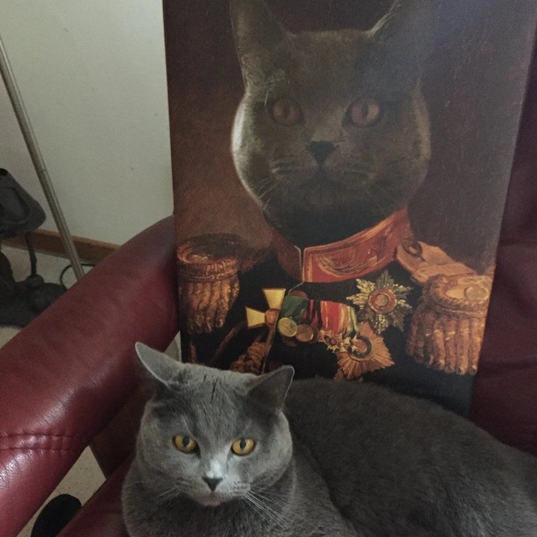 Katze vor einem Katzen Portrait in Uniform