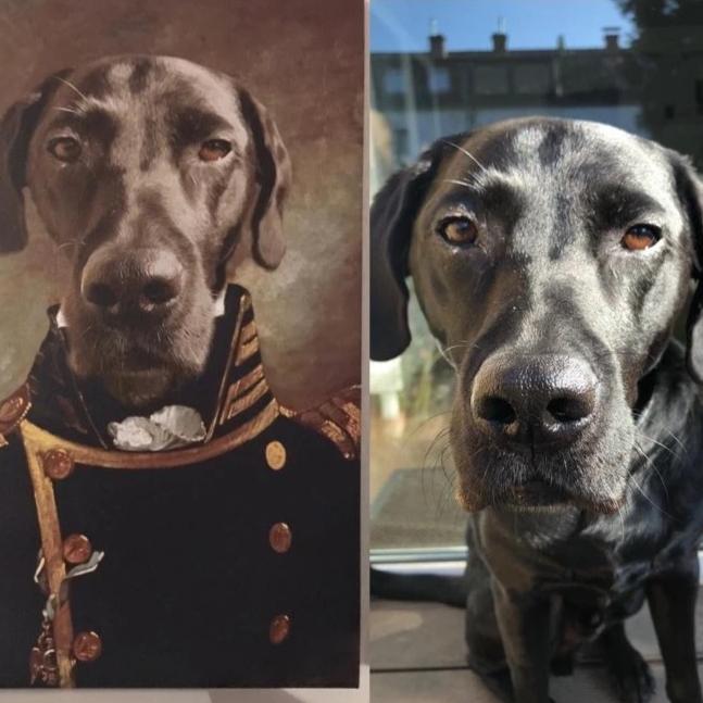 Vergleich von einem Hund und seinem Porträt