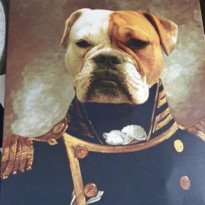 Boxer Hund guckt grimmig auf seinem Hundeporträt von Nobelpfoten